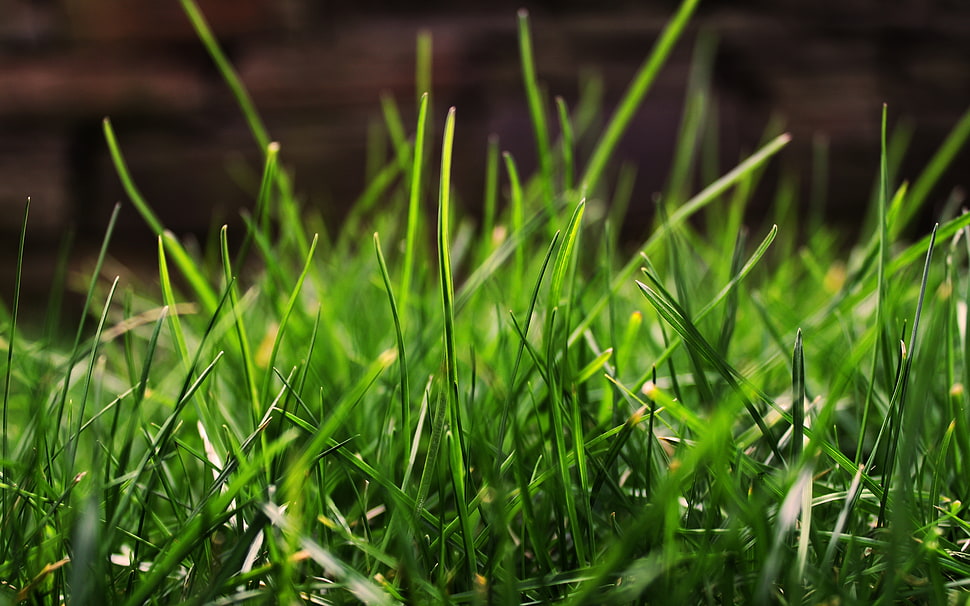 green grass in macro photography HD wallpaper